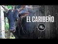 El Caribeño  | RysolTV