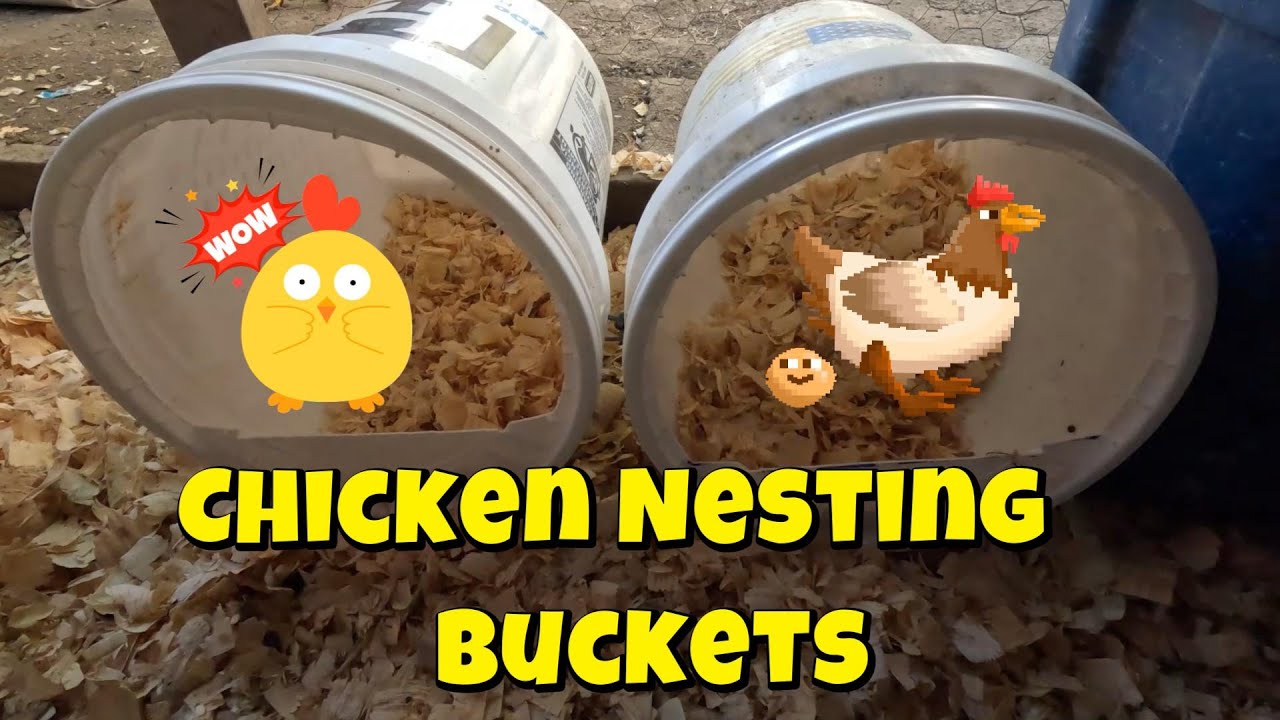 We made chicken nest box out of buckets YouTube