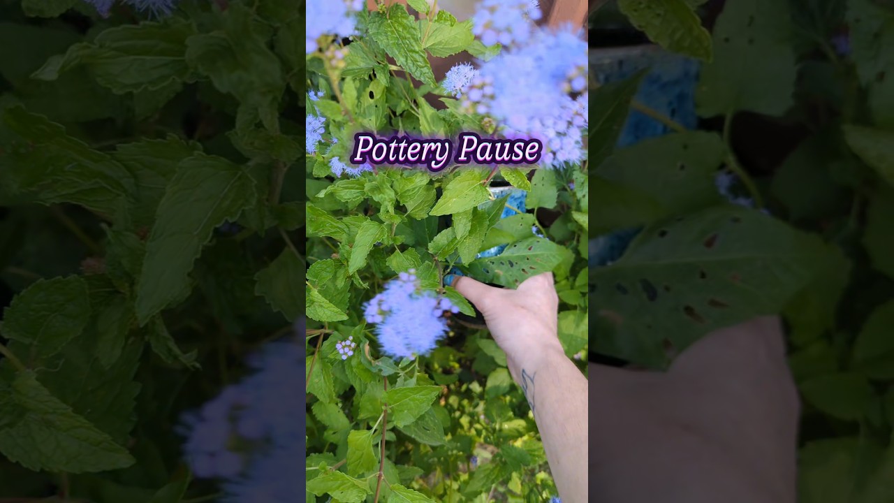 Pottery Pause from the craziness of Life to enjoy Nature #handmadepottery #pottery #ceramicart #clay