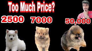 Why Toy Pomeranian has Higher price Than Other Breeds in India