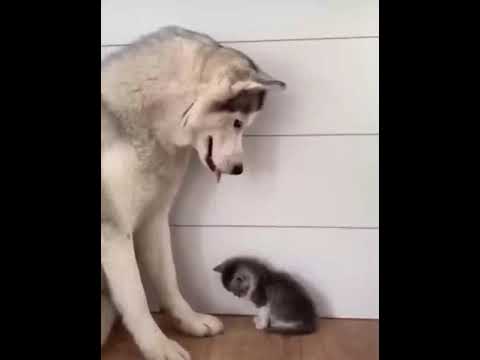 Birbirine sarılan Kedi ve Köpek