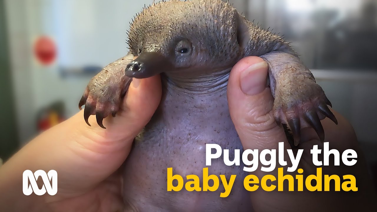 Meet Puggly The Orphaned Baby Echidna Youtube Meet Puggly The Orphaned Baby Echidna Youtube