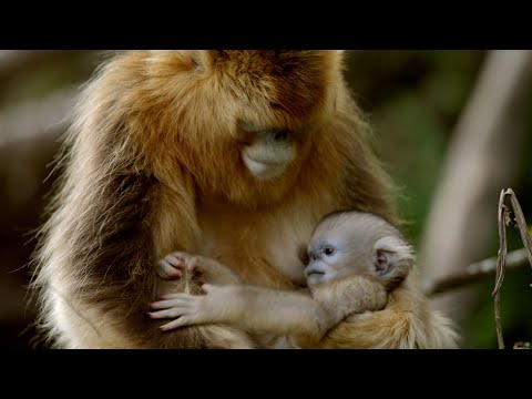 Video: ¿Cuándo se descubrió el mono de nariz chata?