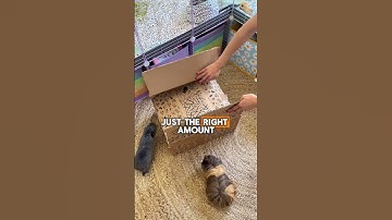 Stop feeding your guinea pigs that hay ⚠️