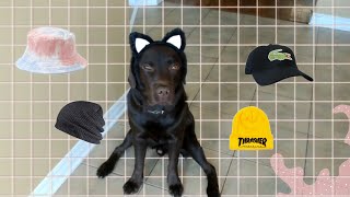 My dog try's on all his hats (all in ...