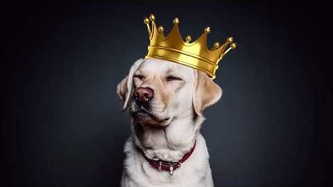 What is Dropified.com? Drop shipping made easy using Aliexpress and 50+ other suppliers!