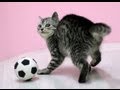 Котэ &quot;футболист&quot; :)footballer kitten