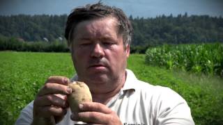 Kmetija Drinovec - Krompir
