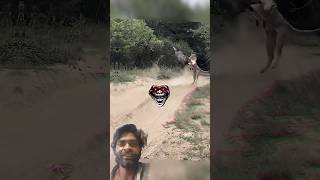 Jungle Ka Real King Kaun? #WildLifeAction (Best for engagement). #WildLife #Lion #Cheetah #viral