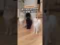 Welcher Katzentyp ist deine Katze? Entdecke 8 Katzen-Persönlichkeiten – von Diva bis Ninja!