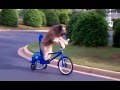 Un chien sur un bicyclette ahahah