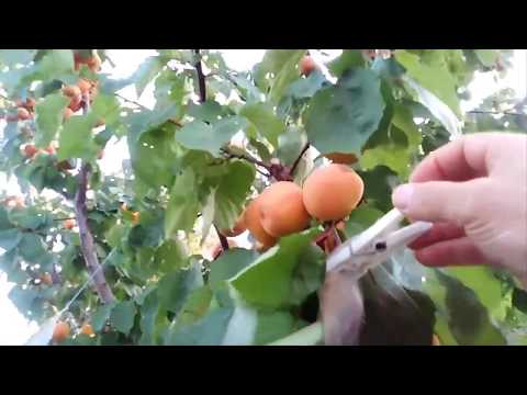 Video: Tempo di raccolta delle albicocche: come e quando raccogliere le albicocche