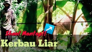 Buffalo Hunt 2022//Berburu Kerbau Liar Di Hutan Sumatra