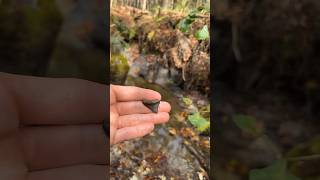 We found a megladon tooth in a Florida creek! #explore #floridawildlife #fossil #outdoors #florida