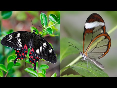 Vidéo: Le plus beau papillon. Nom du plus beau papillon du monde