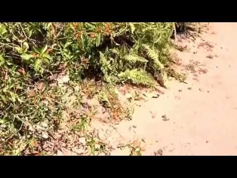 Video: Îngrijirea plantelor Chuparosa - Condiții de creștere pentru arbuștii Chuparosa