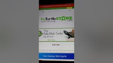 My turtle store STAY AWAY FROM THESE FOOLS!!!