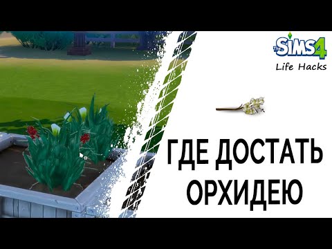 Где достать орхидею в Симс 4