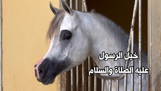 خيل الرسول عليه افضل الصلاة والسلام