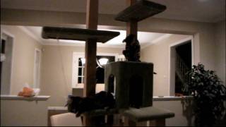 My Weekend Project - Building a Cat Tree - Part 6 Linus Tech Tips