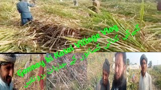 Kamad Gunnay ki Katai:کماد گنے کی چھلایsugarcane villagevlog viralvideovillagevillagelifeviral