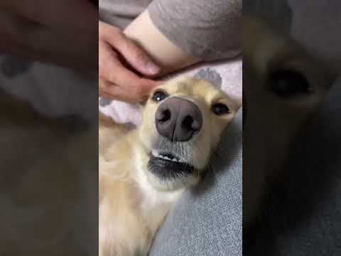 寝てる 目を開けたまま固まる犬 ダックスフンド Youtube 寝てる 目を開けたまま固まる犬 ダックスフンド Youtube