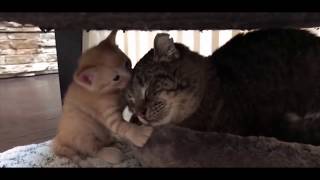 Feral Cat &amp; Foster Kittens Touching Story
