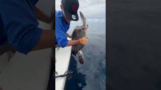 Fishermen Rescue Turtle Entangled in Ropes off Costa Rica
Fishermen Rescue Turtle Entangled in Ropes off Costa Rica Fishermen Rescue Turtle Entangled in Ropes off Costa Rica