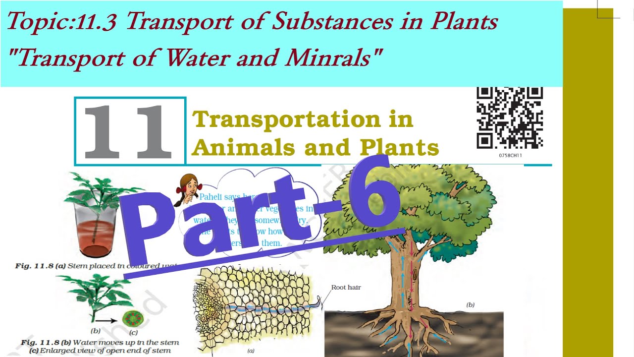 Class 7 Science Chapter 11 Transportation in Animals and Plants Part-6 ...