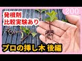 挿し木のやり方 植物を増やす方法【保存版】後編  園芸 ガーデニング 初心者ｂｙ園芸チャンネル 200