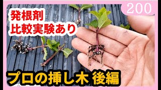 挿し木のやり方 植物を増やす方法【保存版】後編  園芸 ガーデニング 初心者ｂｙ園芸チャンネル 200