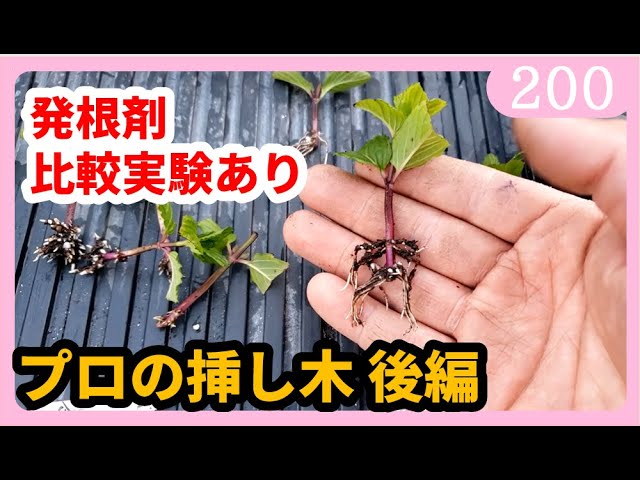 挿し木のやり方 植物を増やす方法 保存版 後編 園芸 ガーデニング 初心者ｂｙ園芸チャンネル 0 Youtube