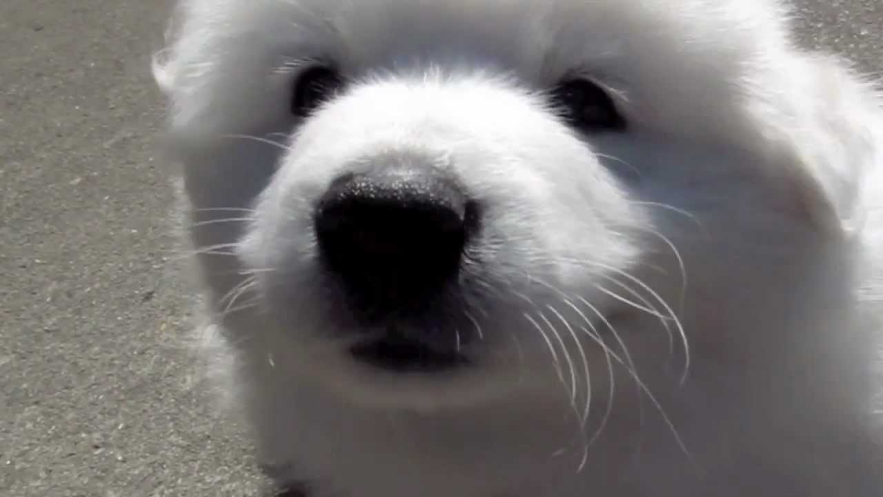 Puppy scratching and crying YouTube