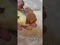 すっぽんの唐揚げがおすすめです