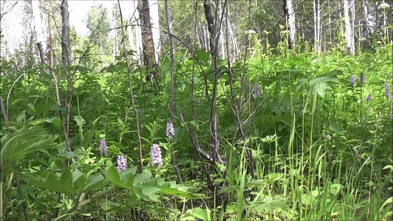 любка двулистная фото смотреть