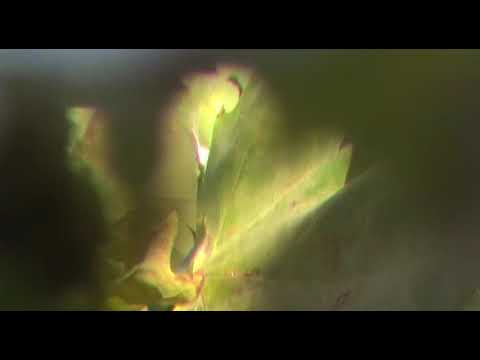 ეჭვები — მოკლემეტრაჟიანი ქართული ფილმი