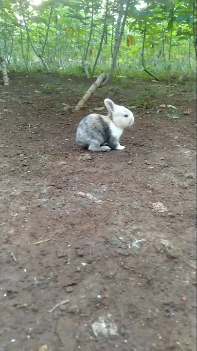 Memangnya aku boneka??