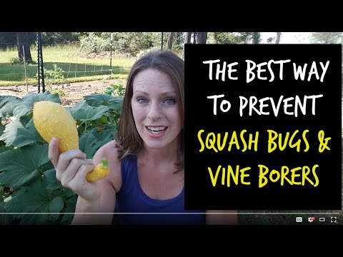 Best Way to Prevent Squash Vine Borers and Squash Bugs