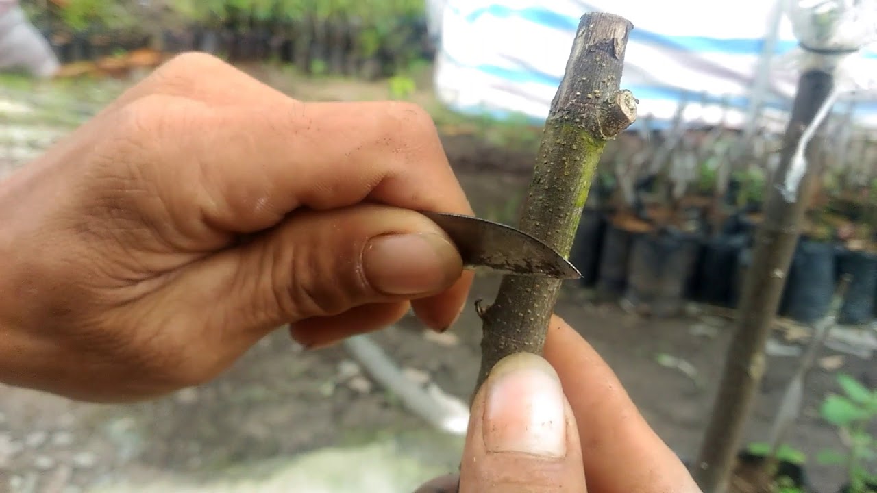 How to graft a tree, jackfruit grafting YouTube