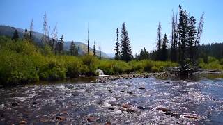 Friday Afternoon Creekside In The Forest Sounds