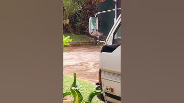 Birds often "fight" with mirrors #nature #bird fight #bird mirror fight #bird reflection #funny