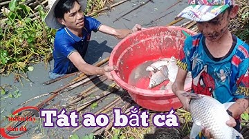 Tát ao bắt cá vào vụ lúa đông xuân ở miền tây | miền tây dân dã | # 188