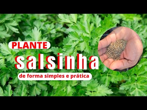 Vídeo: Você pode cultivar salsa no inverno - Aprenda sobre os cuidados de inverno para a salsa