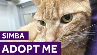 Adopt Simba | Cats | Mayhew