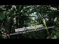 Bosques productivos: El milagro de las reservas agroforestales - TvAgro por Juan Gonzalo Angel