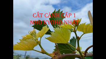 CẮT CÀNH CẤP 1 CHO CÂY NHO, CHỌN CÀNH CẤP 1 . Zalo 0986943566 - VƯỜN NHO PHƯỚC LẬP