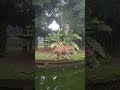 Detik-Detik Harimau 💩💩💩 BAB/Berak #harimausumatera #harimauberak #harimau