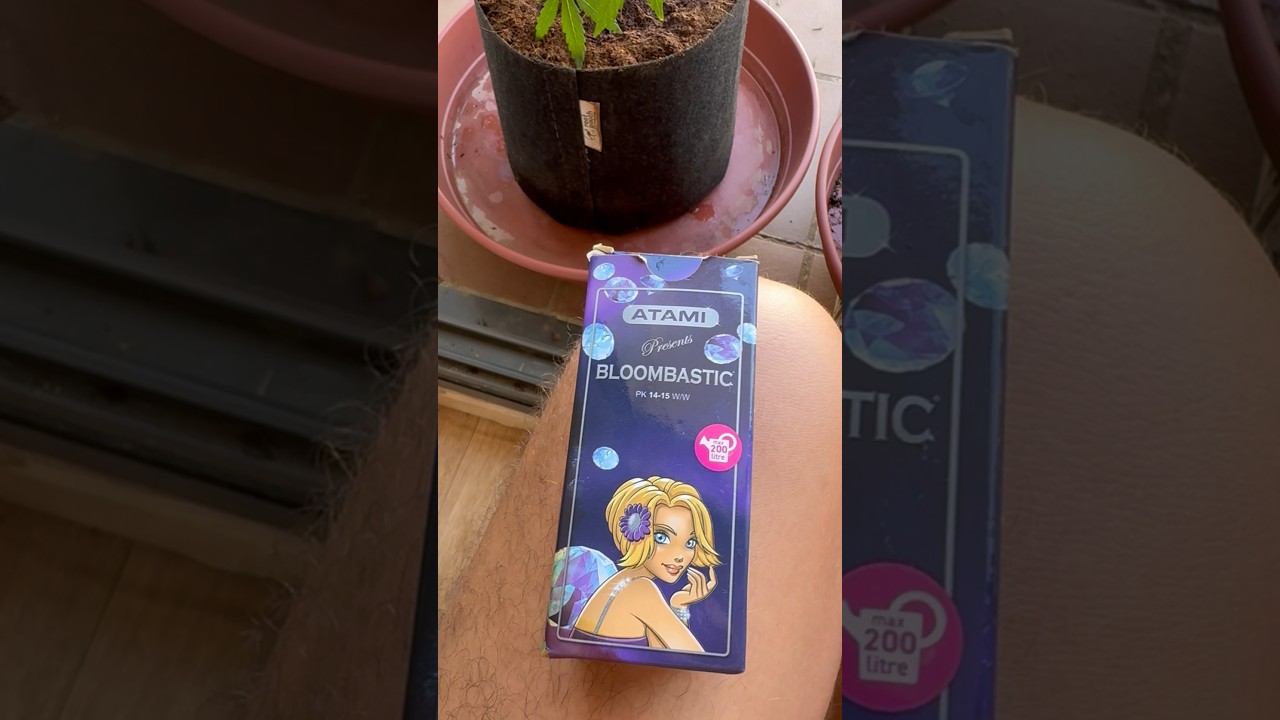 Вношу atami bloombastic последний раз и до самого урожая буду лить чистую воду (flush) 