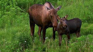UW Study Reveals Big Game Animals Must Learn to Migrate UW Study Reveals Big Game Animals Must Learn to Migrate
