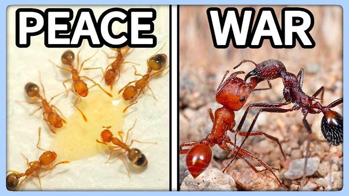Simulating an Ant War? (Experiment)